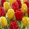 チューリップ 一重咲き ゴールデンアペルドーン＆アペルドーン