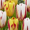 チューリップ 一重咲き ワシントン＆ハッピージェネレーション