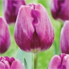 カラーパレット(R) チューリップ 一重咲き　ブリット