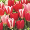 チューリップ ビビッドルージュ