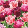 チューリップ ミステリアスブレンド