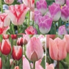 チューリップ プレミアムボリュームパック シングルコレクション