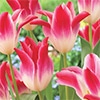 カラーパレット(R) チューリップ ユリ咲き ウィスパーリングドリーム