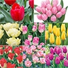 チューリップミックス （冷蔵球）