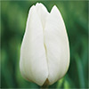 アイスチューリップ ダーウィースノー