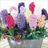 ヒヤシンス レインボーミックス
