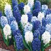 ヒヤシンス ブルーミックス