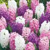 ヒヤシンス ピンクミックス