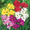 フリージア フリージア 八重咲きセット