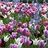 スプリングイングリッシュガーデン 4種ミックス紫