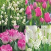 チューリップ mix & match 　ストロベリー