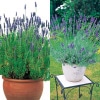 ラベンダー 丈夫なラベンダー 2種セット