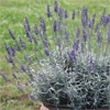 ラベンダー シルバーリーフラベンダー