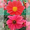 ダリア ガッツァリア 一重咲き 2種セット