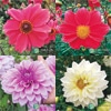 ダリア ガッツァリア八重＆一重 4種セット