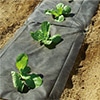 菜園穴あき透水マルチ