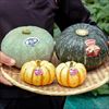 神奈川 伊藤農園カボチャ みやこ・雪化粧・プッチィーニ 詰め合わせ