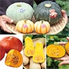神奈川 伊藤農園カボチャ オールスター6種セット