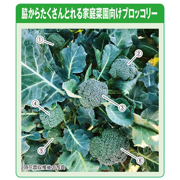 WEB限定カラー 00922504 サカタのタネ 緑嶺 実咲野菜2504 おてがるブロッコリー 香味、薬味野菜