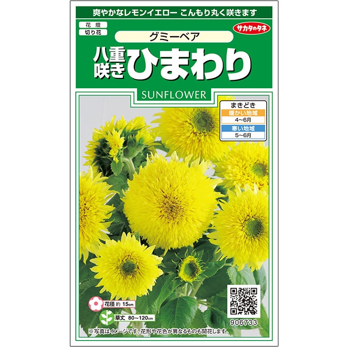 ヒマワリ グミーベア｜種（タネ）,球根,苗,資材,ガーデニンググッズの