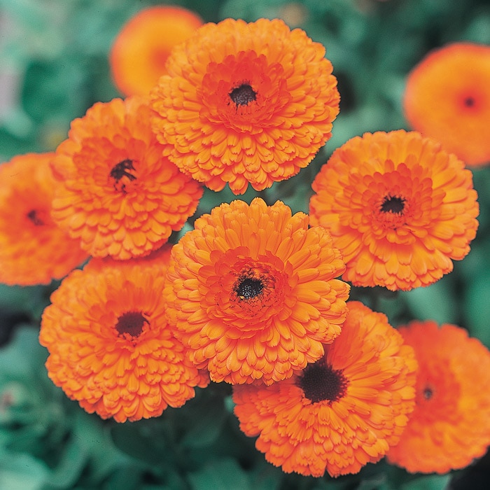 Sary ✿ᵕ̈*様　　琉球*海花のたね 更紗様琉球*海花のたね