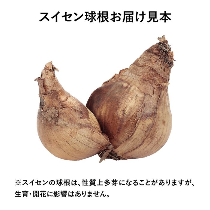 日本スイセン 種 タネ 球根 苗の通販はサカタのタネ オンラインショップ