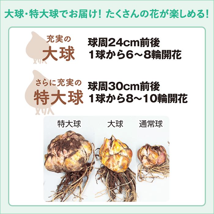 オリエンタルユリ カサブランカ 種 タネ 球根 苗の通販はサカタのタネ オンラインショップ