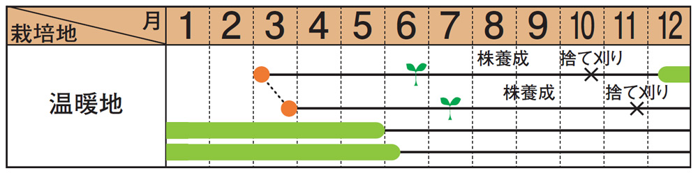 ※捨て刈り：株を充実させるために地上部3㎝を残して刈り取ります。