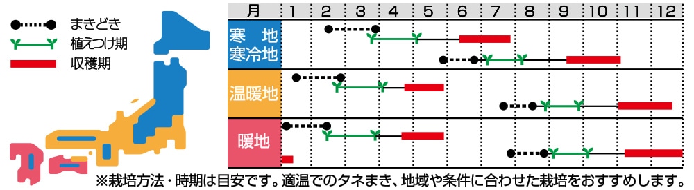 種子 次々とれるブロッコリー 緑笛 Ｖ サカタのタネ 22.10 春 夏まきともつくりやすい ゆうパケット便可能 【正規取扱店】