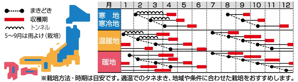 改良日本ほうれんそう｜種（タネ）,球根,苗の通販はサカタのタネ オンラインショップ