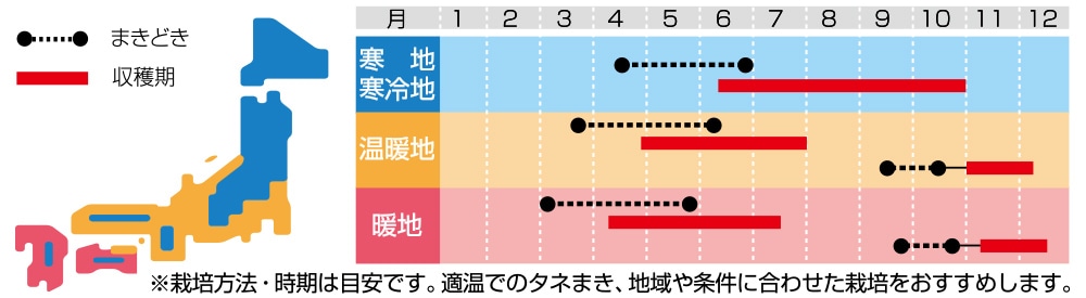 ハーブ チャービル（セルフィーユ）｜種（タネ）,球根,苗の通販はサカタのタネ オンラインショップ