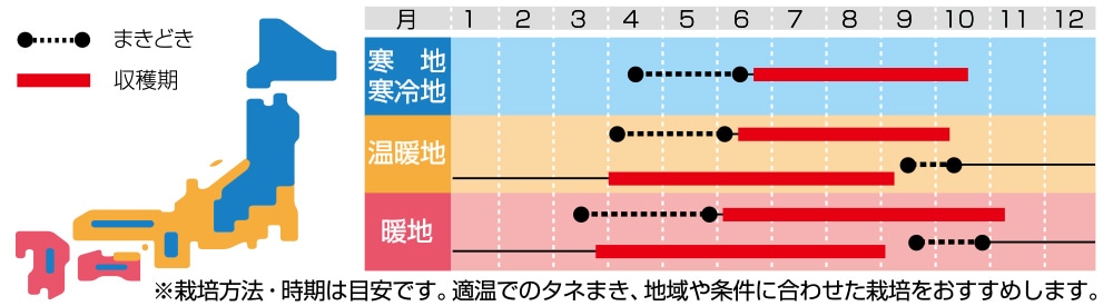 ハーブ ボリジ｜種（タネ）,球根,苗の通販はサカタのタネ オンラインショップ