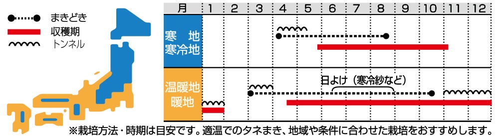 2年保証』 春菊 シュンギク タネ 菜類 摘み取り中葉春菊 1袋 30ml 種 野菜たね YTC65 discoversvg.com