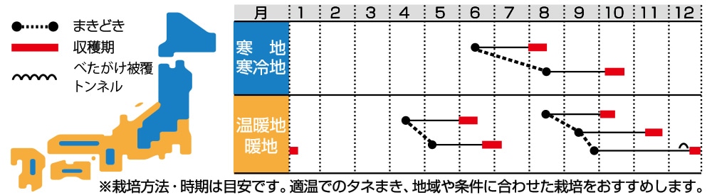 ミニダイコン ころっ娘｜種（タネ）,球根,苗の通販はサカタのタネ オンラインショップ