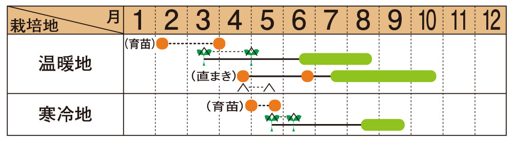 最大85％オフ！ 野菜種 カボチャ 春まき 9粒 RF ほっこり133 タキイ種苗