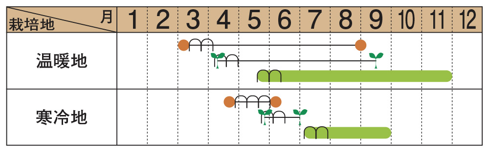 ※たくさん果実が付くので肥料切れにご注意ください。