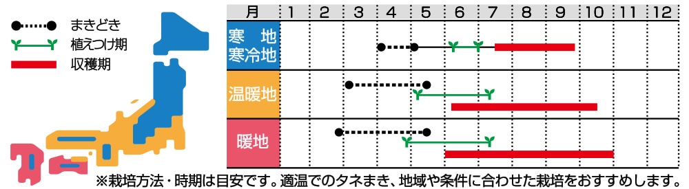 ハラペーニョ エンジョイ 種 タネ 球根 苗の通販はサカタのタネ オンラインショップ