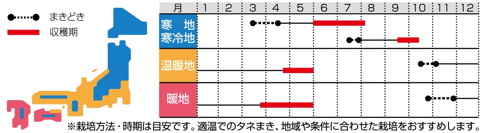 赤花つるありエンドウ 絹小町｜種（タネ）,球根,苗の通販はサカタのタネ オンラインショップ