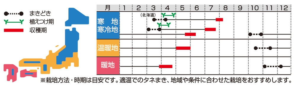 ソラマメ 一寸そらまめ｜種（タネ）,球根,苗の通販はサカタのタネ オンラインショップ