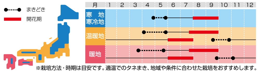 アスター ステラ ディープブルー 種 タネ 球根 苗の通販はサカタのタネ オンラインショップ