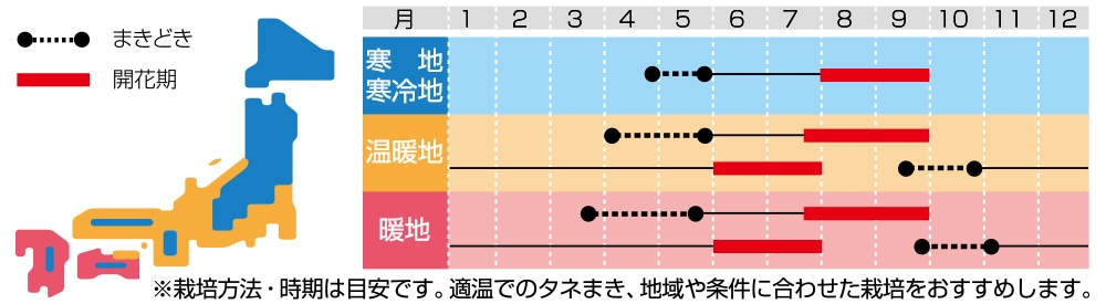 アスター ステラ ディープブルー 種 タネ 球根 苗の通販はサカタのタネ オンラインショップ