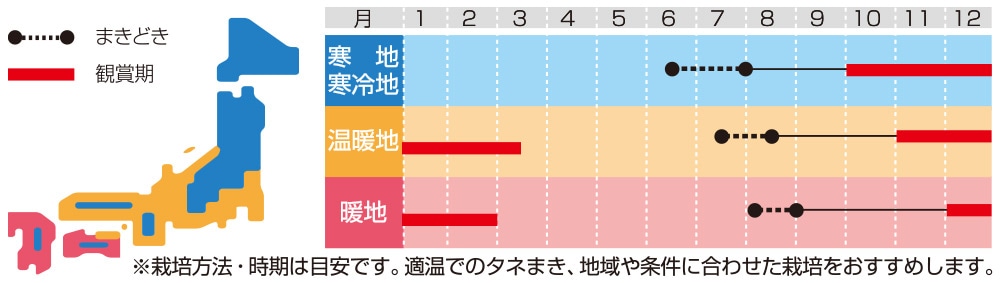 ハボタン 切り花用混合 まっすぐ伸びる 葉ぼたん｜種（タネ）,球根,苗の通販はサカタのタネ オンラインショップ