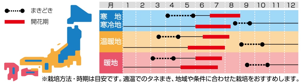 西洋松虫草（スカビオサ） 切り花用混合｜種（タネ）,球根,苗の通販はサカタのタネ オンラインショップ