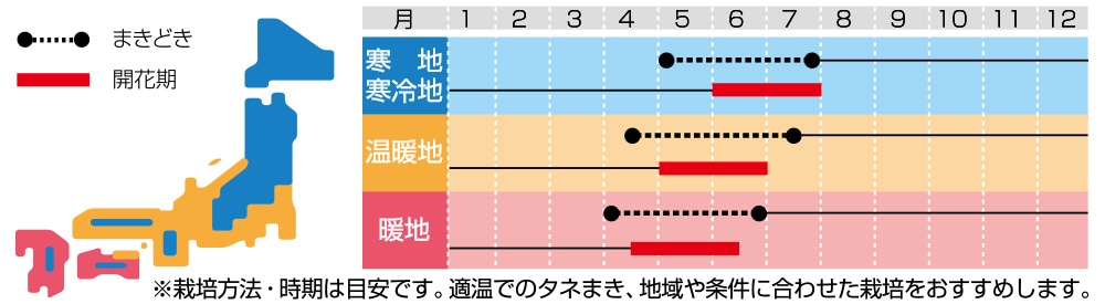 ルピナス ラッセル ミックス｜種（タネ）,球根,苗の通販はサカタのタネ オンラインショップ