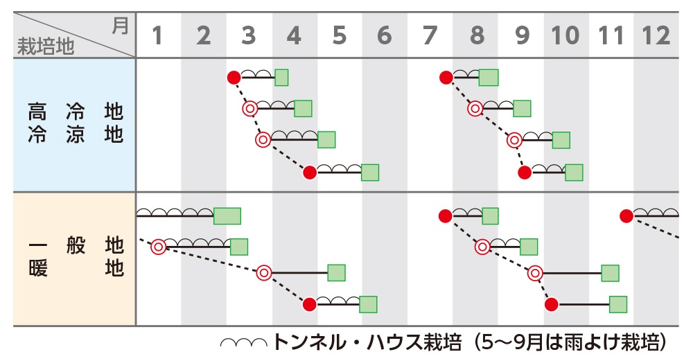 ホウレンソウ ミラージュ｜種（タネ）,球根,苗の通販はサカタのタネ オンラインショップ