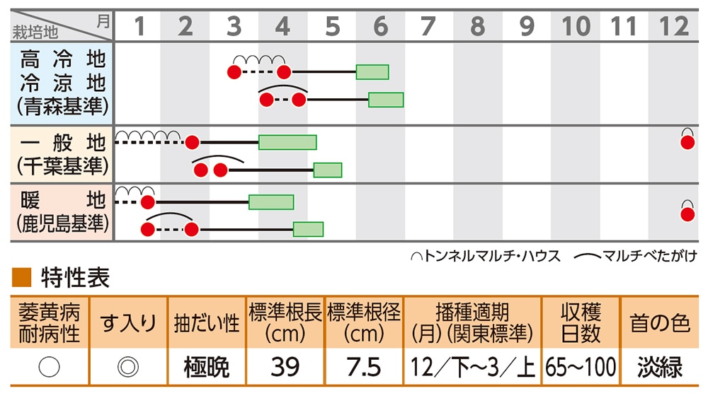 ダイコン 強力春大根｜種（タネ）,球根,苗の通販はサカタのタネ