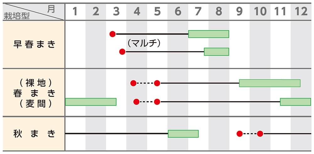 ゴボウ みとよ白肌｜種（タネ）,球根,苗の通販はサカタのタネ