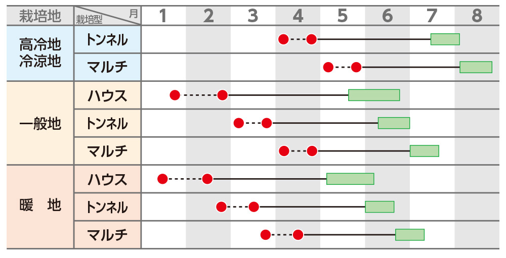 スイートコーン ゴールドラッシュ（R）ネオ｜種（タネ）,球根,苗,資材,ガーデニンググッズの通販はサカタのタネ オンラインショップ