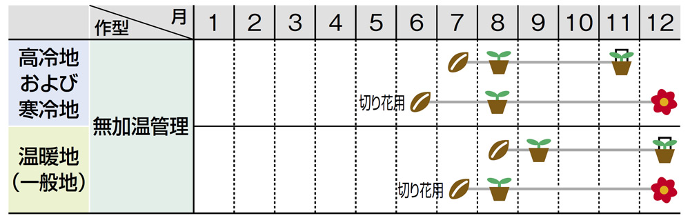 ハボタン 切り花用混合 まっすぐ伸びる 葉ぼたん｜種（タネ）,球根,苗の通販はサカタのタネ オンラインショップ