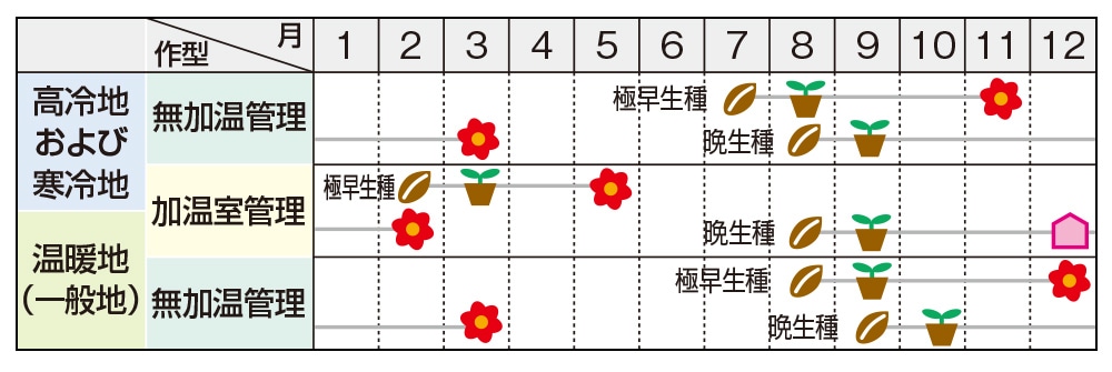 チロリアンデージー(R) クララ｜種（タネ）,球根,苗の通販はサカタのタネ オンラインショップ